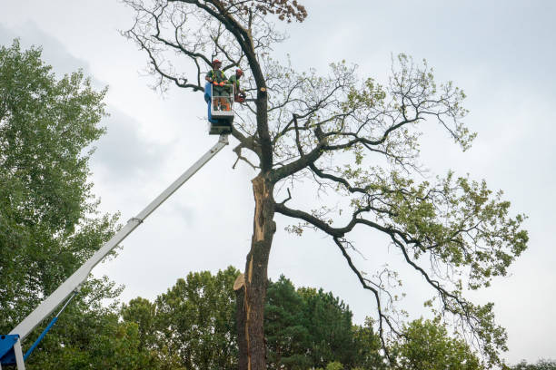 Trusted Buffalo, TX  Tree Services Experts