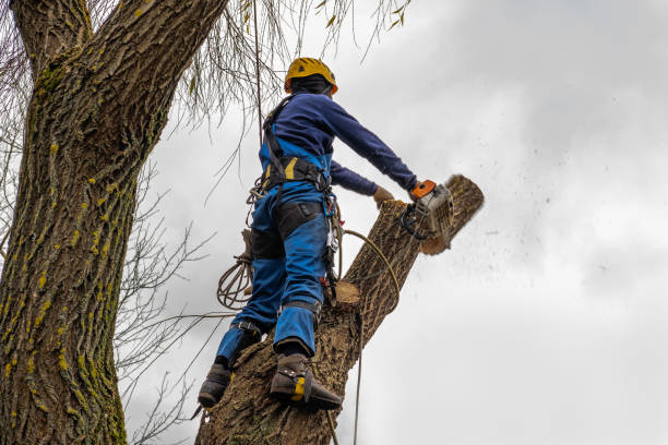 Best Seasonal Cleanup  in Buffalo, TX