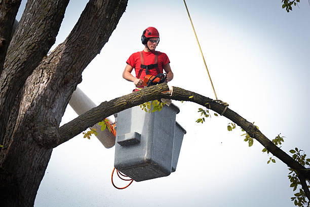 Why Choose Our Tree Removal Services in Buffalo, TX?