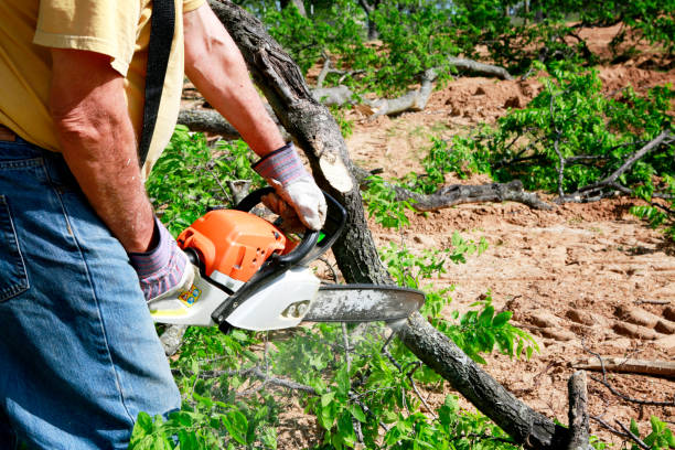 Best Palm Tree Trimming  in Buffalo, TX